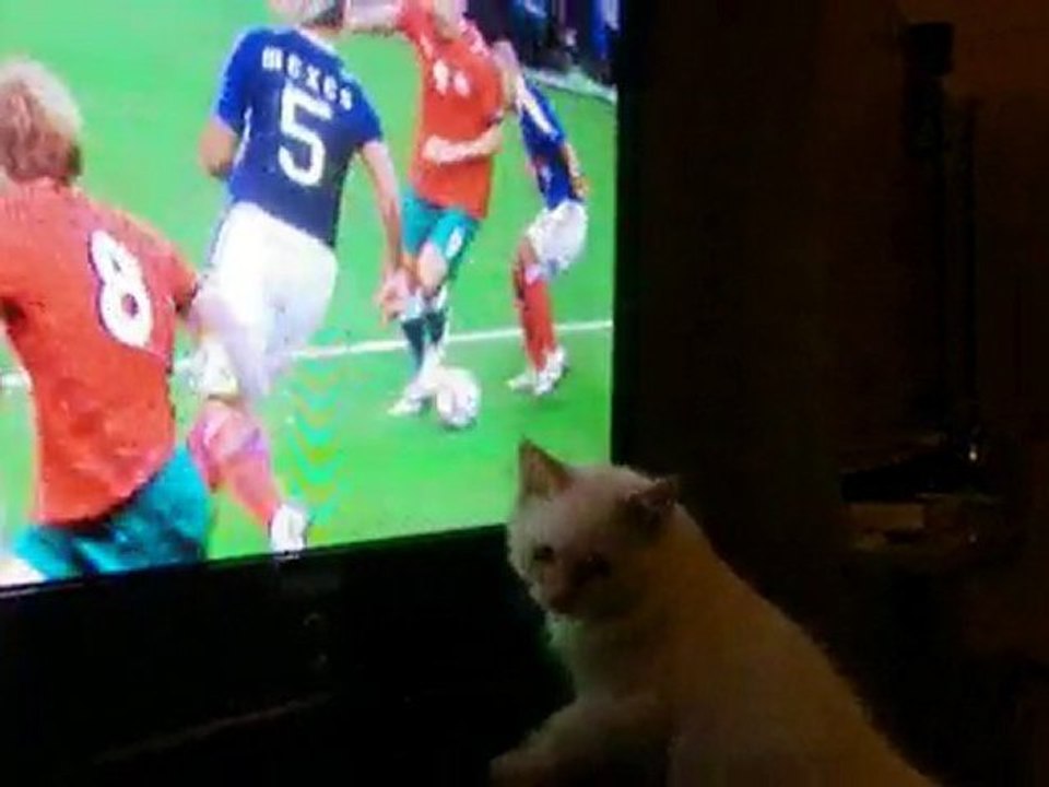 Le chat qui aime les bleus!!