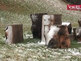 Premières neiges dans les Vosges