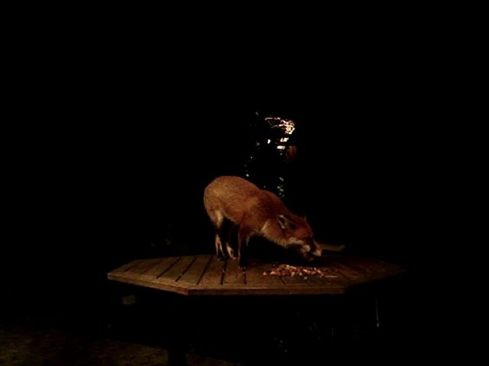 Londrada  Bahcede Tilkiler