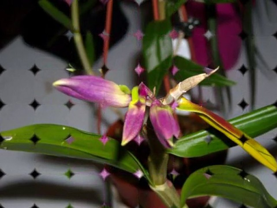 Mes floraisons
