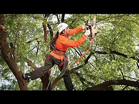 Tree Trimming Bergen County- Tree Trimming (201) 768-1743