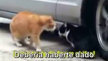 Gatos Chistosos