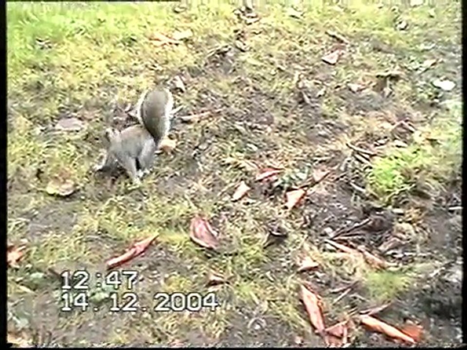 bahcede sincaplar Findik torbasindan findik caliyor