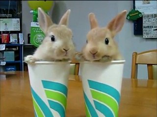 Talking Bunnies and The View with Bill O'Reilly