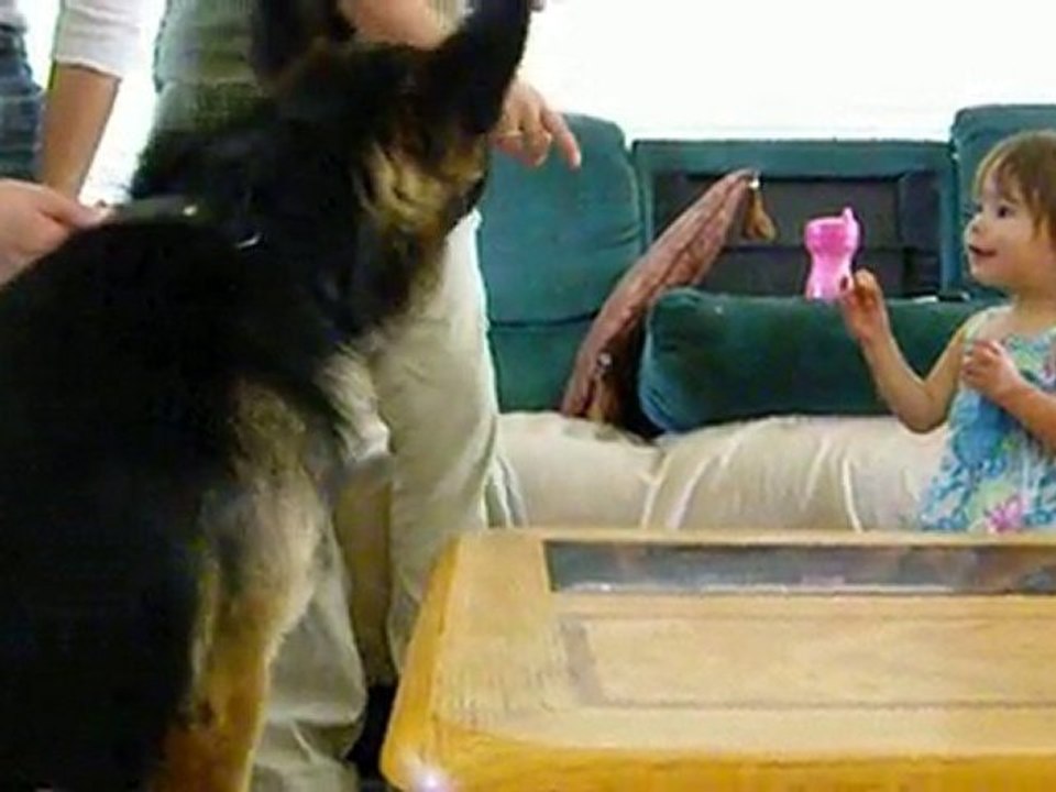 Family Protection Dogs from CQB K-9