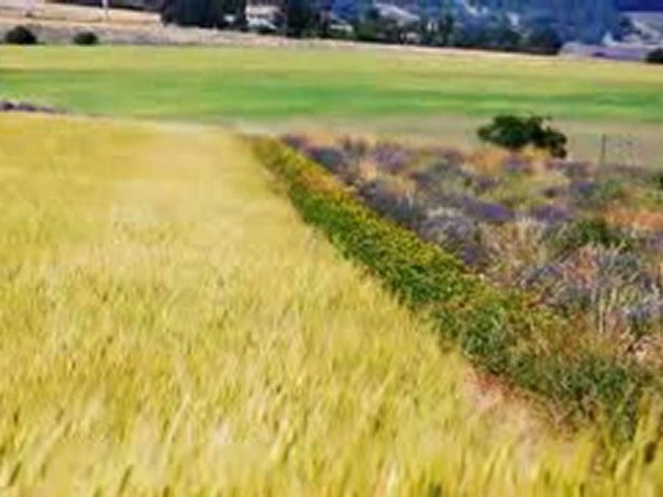 le temps des Lavandes