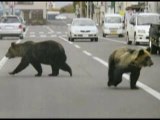 Wild Bears Create Panic for Japanese Residents