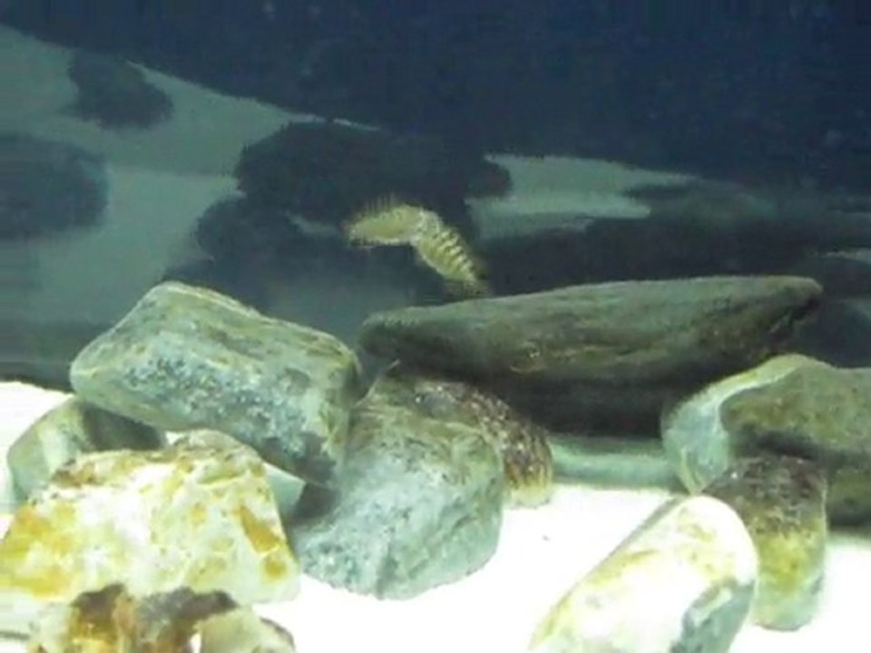 Tropheus Moori Kasakalawe Dalaşı