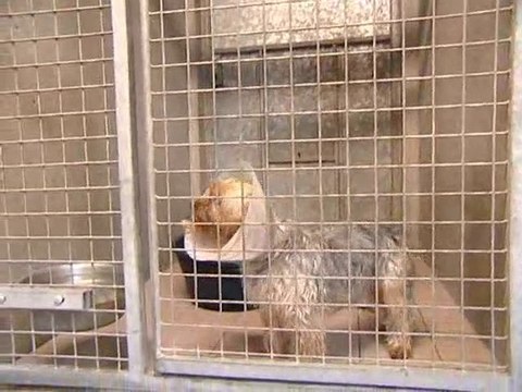 Calaisis TV: L'oeilleton: lpa 4 veterinaire