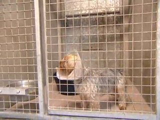 Calaisis TV: L'oeilleton: lpa 4 veterinaire