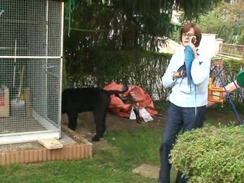 Aladin mon ara première sortie au jardin le 14 octobre 2010