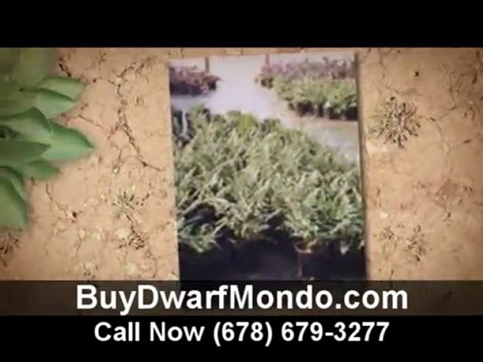 Buy Dwarf Mondo