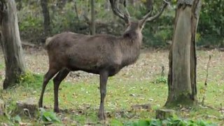 fressender Rothirsch im Wildgehege Hellenthal