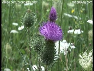 Free Distelblute im Wind Stock Footage