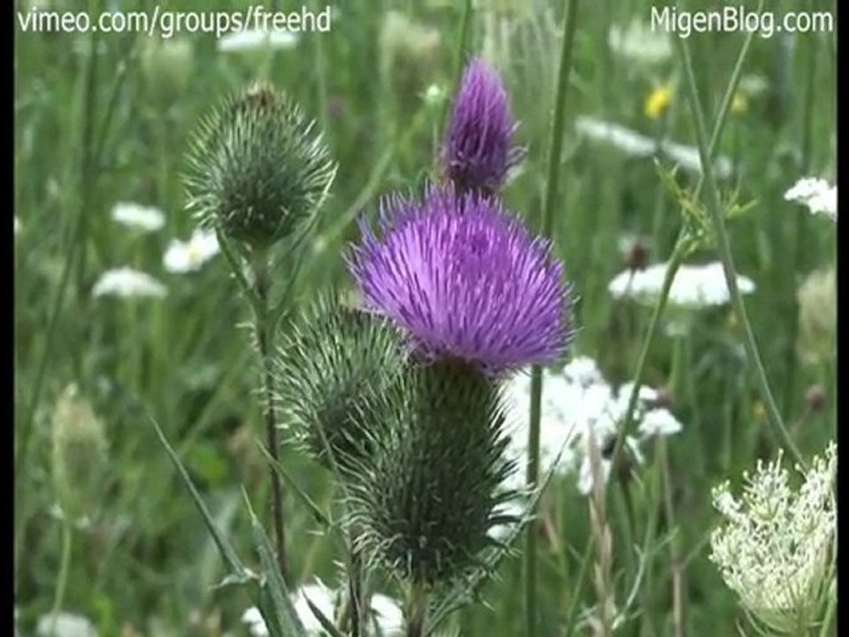 Free Distelblute im Wind Stock Footage