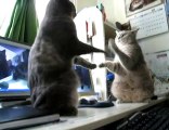 Deux chats en train de jouer [Lol Cat]