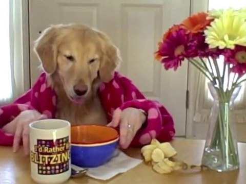 Ginger prend son petit-déjeuner [Dog Breakfast]