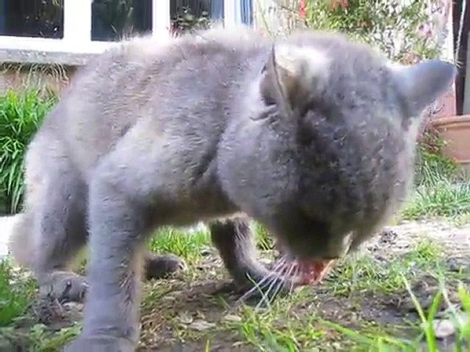 HONORINE LA KILLEUSE CATWOMAN FUN ANIMAUX NATURE CHAT CHIEN