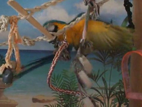 Aladin s'éclate bien le 21 octobre 2010