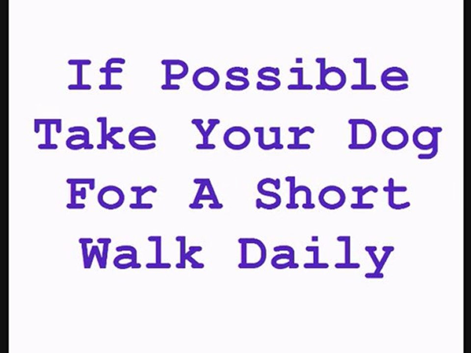 Dog Training Tips-Caring For Your Aging Dog