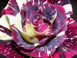 Ayşegül PINAR - Ölürüm S€Zi