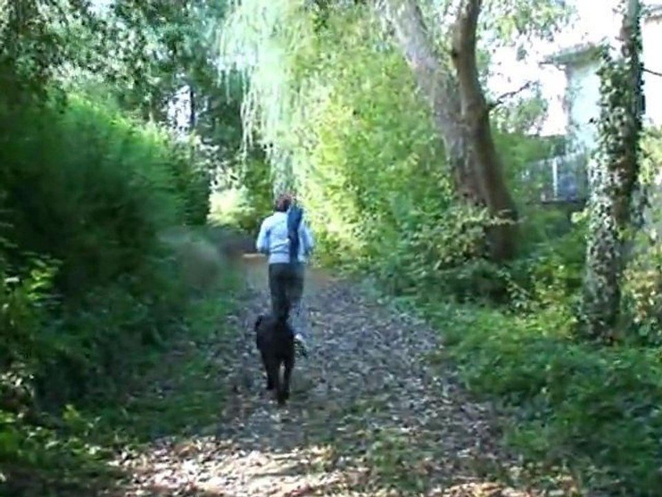 Aladin en promenade avec Baika et Océane le 21 octobre 2010