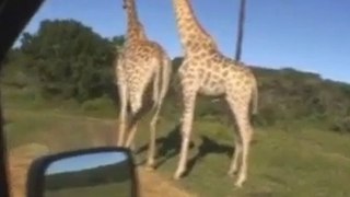 Giraffes qui font l'amour