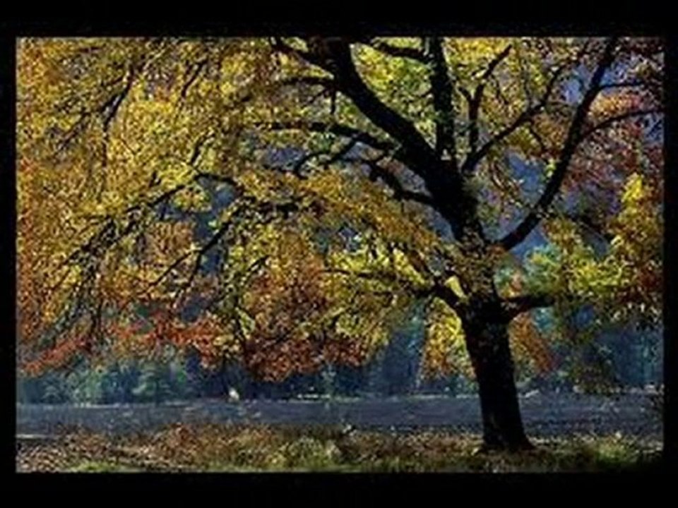 Kıymet KURT - Biri var aya benzer