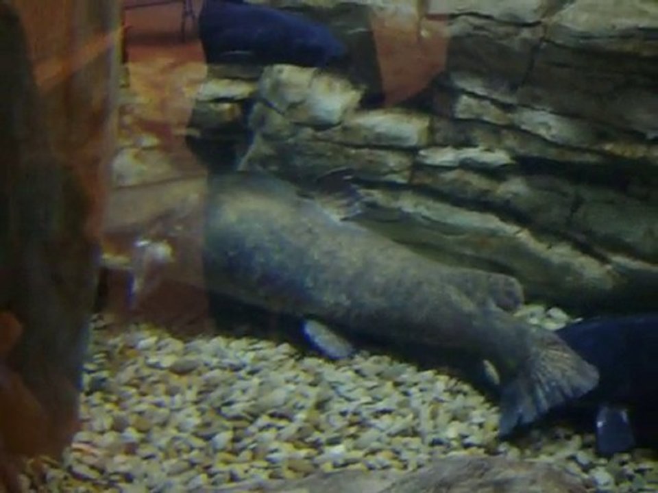 Flathead Catfish Behavior Insights - Catfishing