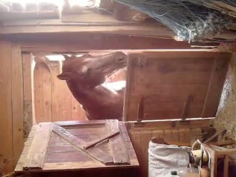 Salim, le videur (ou l'ouvreur)