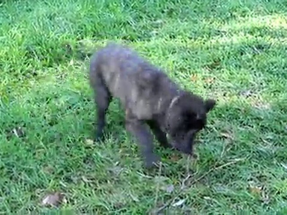 Jackpot et les chardons