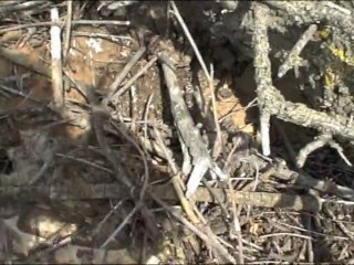 Загадочная столица Золотой Орды: Триллер, который не отпустит 🏙️