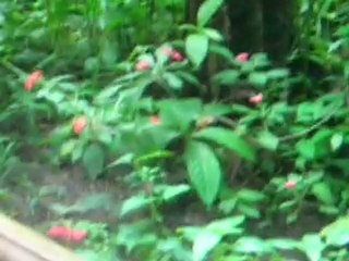 perroquets