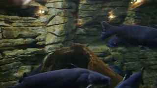 Blue Catfish Behavior Insights - Catfishing