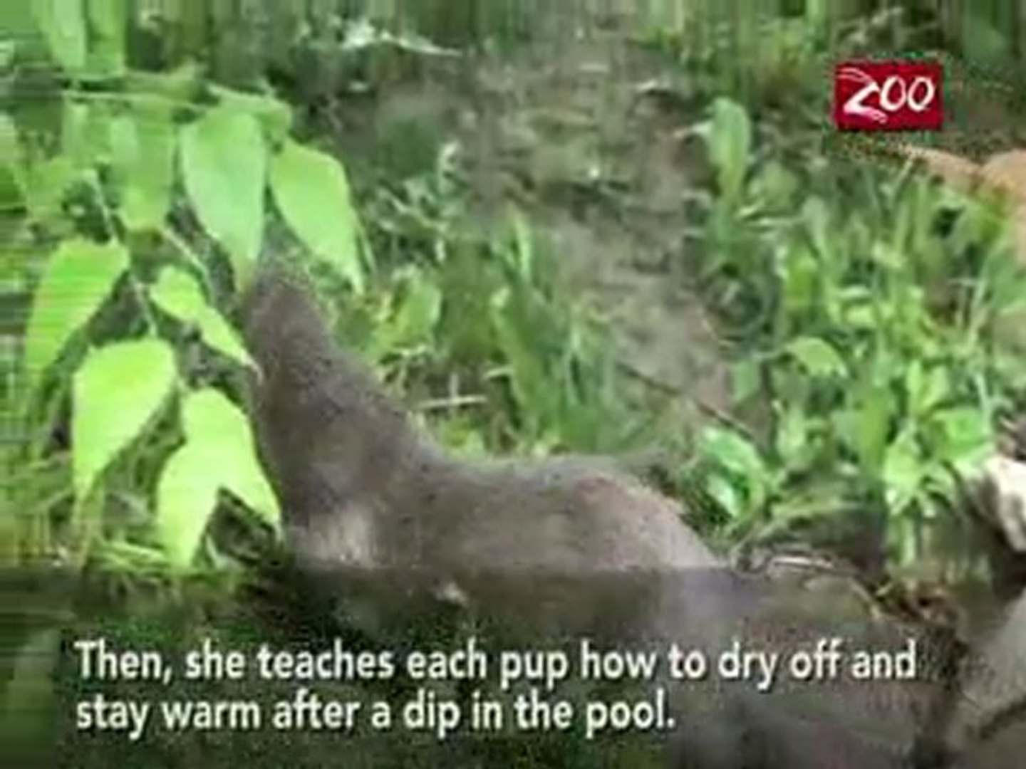 ⁣Otter Pups Swimming Lesson