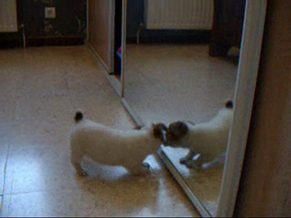 Miroir , mon beau miroir