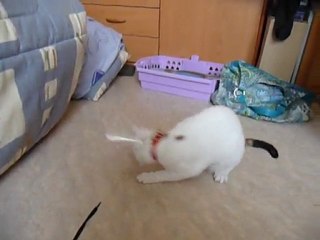 Frimousse et sa collerette