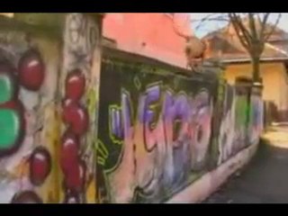 Street Sport Dog - Chien fait du Parkour