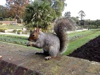 Squirrel in Kensington Garden (Hyde Park), London