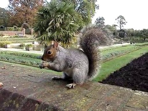 Squirrel in Kensington Garden (Hyde Park), London
