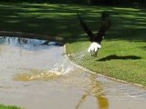 La Flèche : rapaces zoo