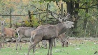 Laute des Rothirschs im Wildgehege Hellenthal