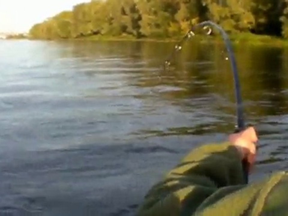 silure de loire part1