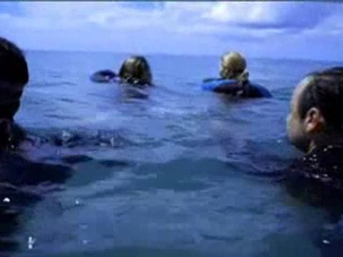 The Reef Trailer