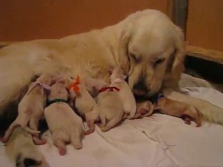 Bébés goldinoux de d'Jack et Comète