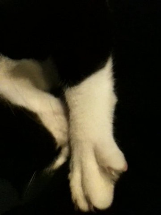 chaton