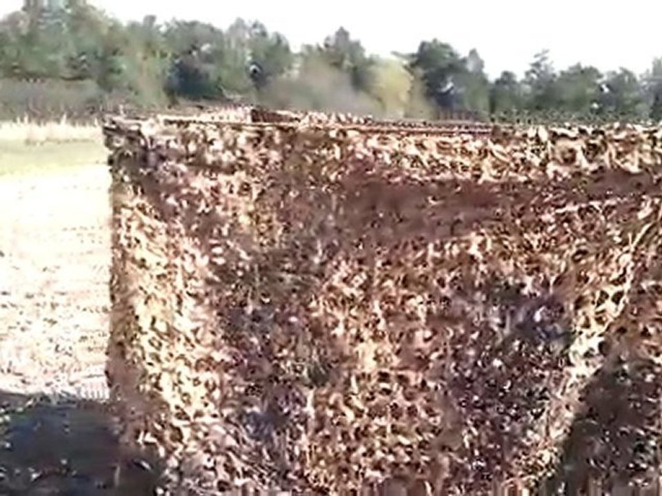 Cabane camo pour la palombe