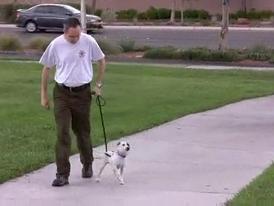 How To Train Your Dog Not To Pull Loose Leash Walking video Dailymotion