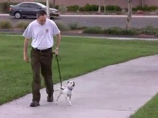 How To Train Your Dog Not To Pull - Loose Leash Walking