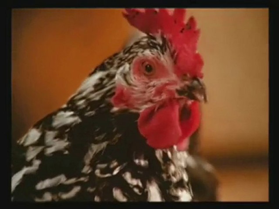 les poules version haute marnais mdrrrrr